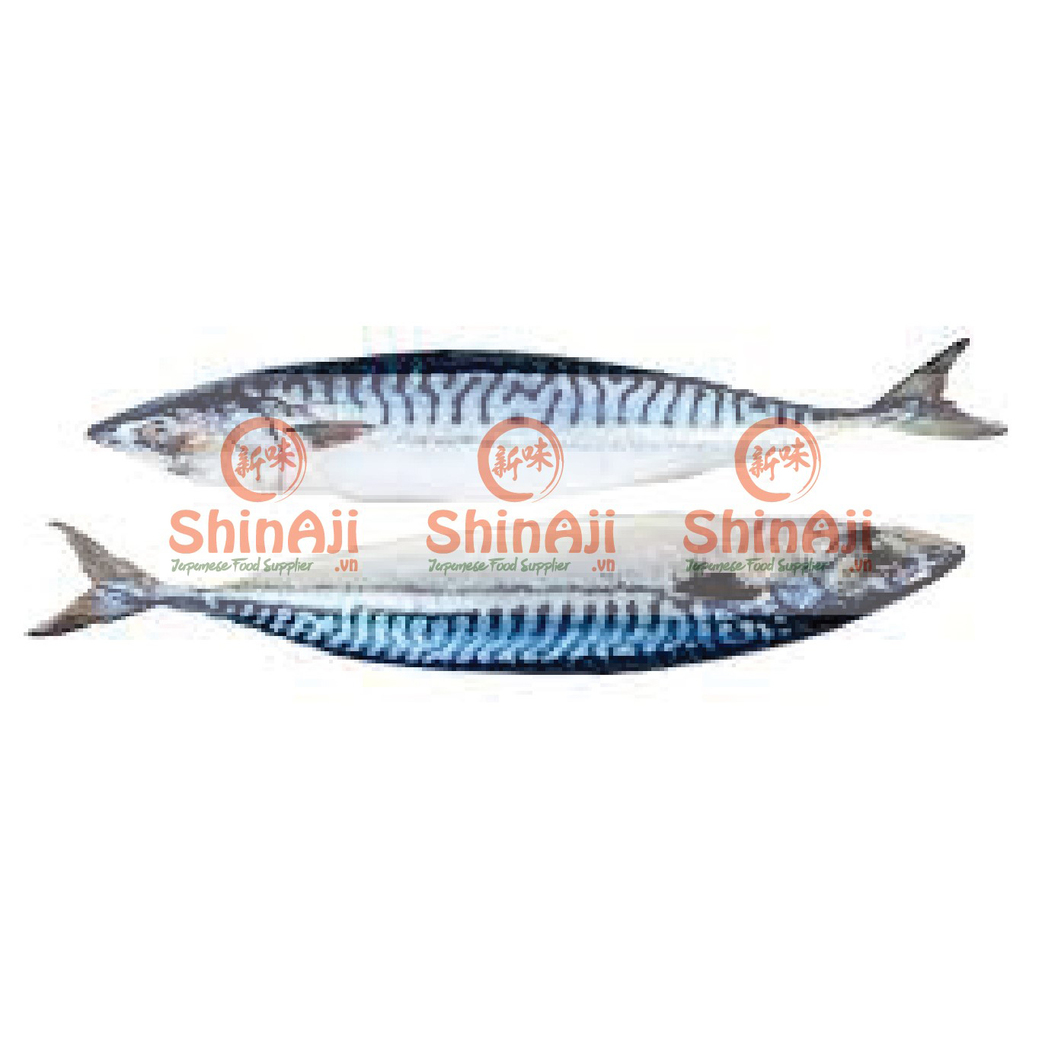 shin aji